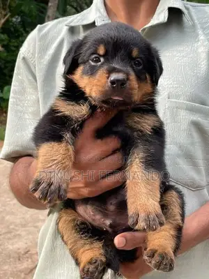 Rottweiler Puppies