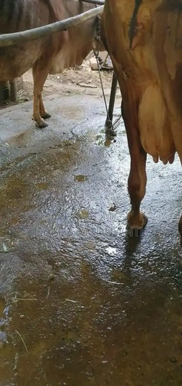 jarcyi cow