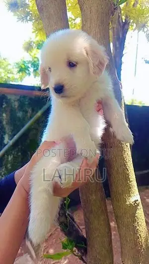 Golden Retriever Puppies
