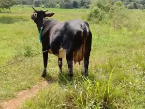 jarcyi cow