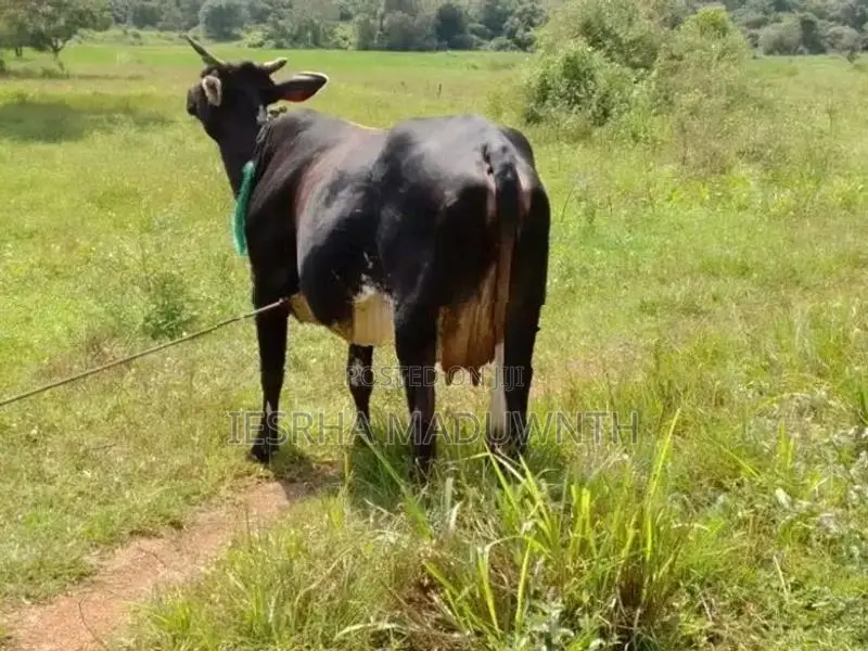 jarcyi cow