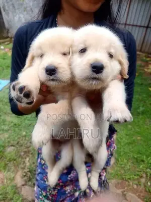 Golden Retriever Puppies