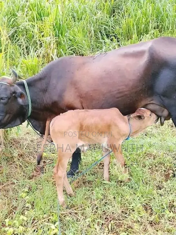 jarcyi cow