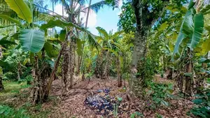 Land for Sale in Wathupitiwala