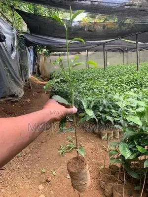 Tea Plant