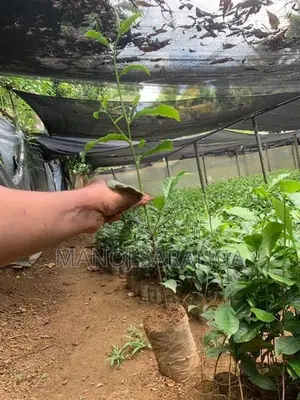 Tea Plant