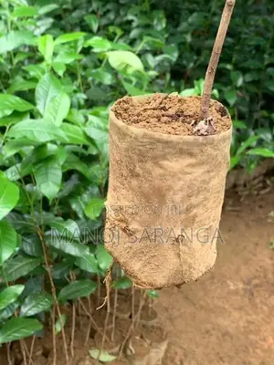 Tea Plant