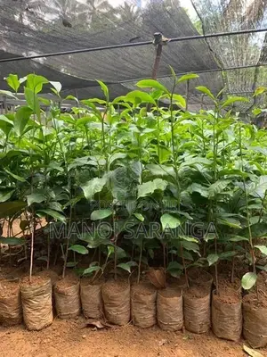 Tea Plant