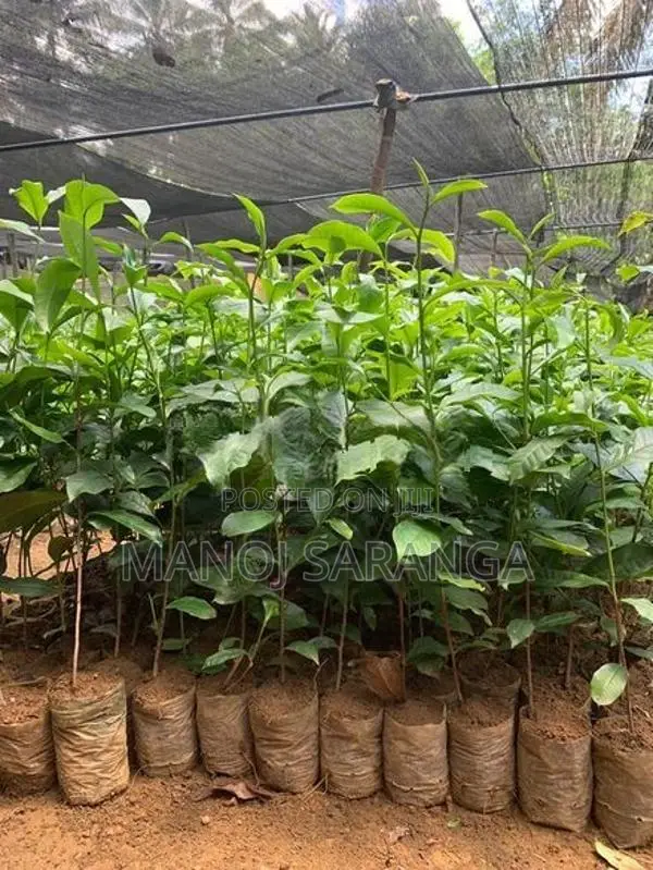 Tea Plant