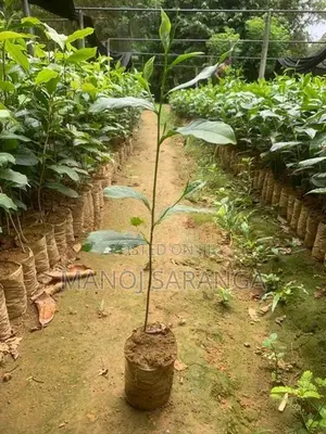 Tea Plant