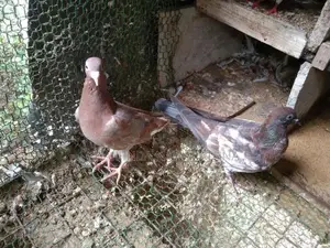 Pigeon