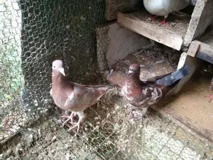 Pigeon