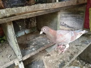 Pigeon