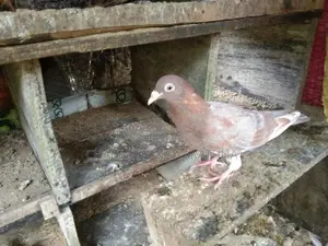 Pigeon