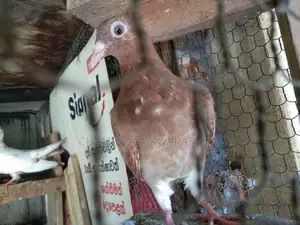Pigeon