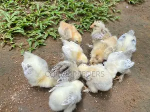 Farm Chickes