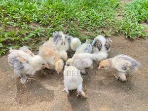 Farm Chickes