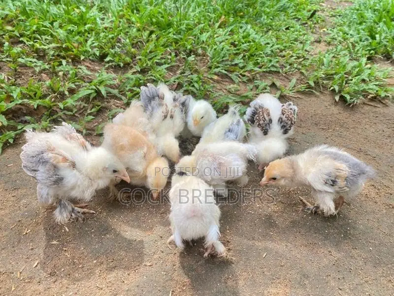 Farm Chickes
