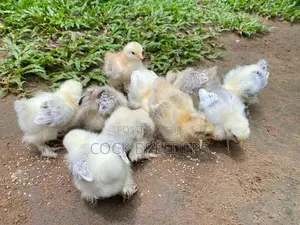 Farm Chickes