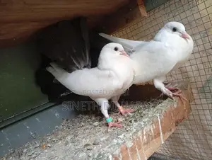Fantail Pigeon