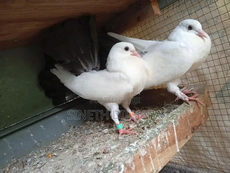Fantail Pigeon