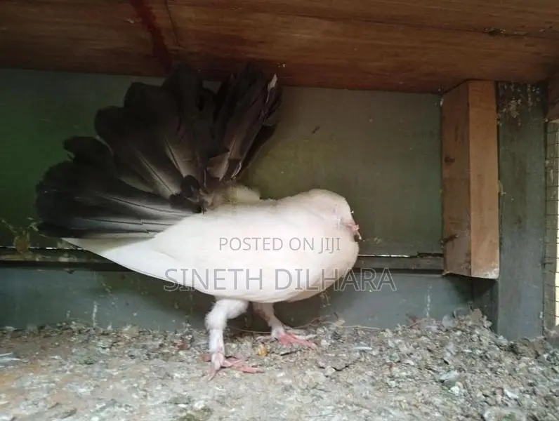 Fantail Pigeon
