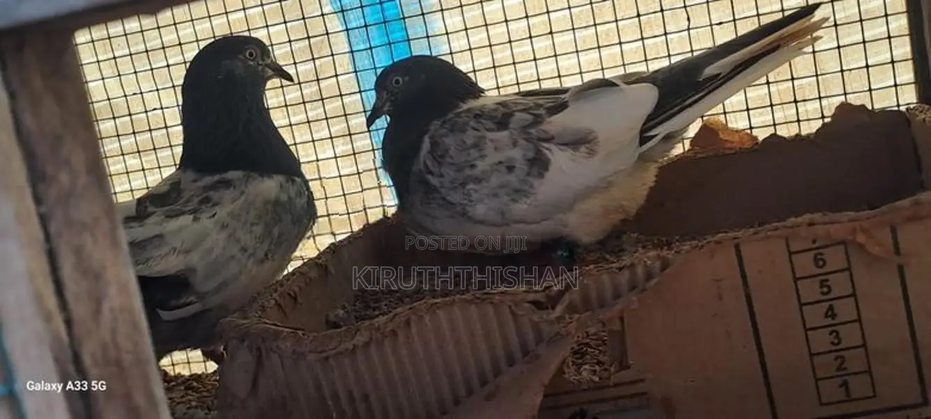Pigeons with Cage