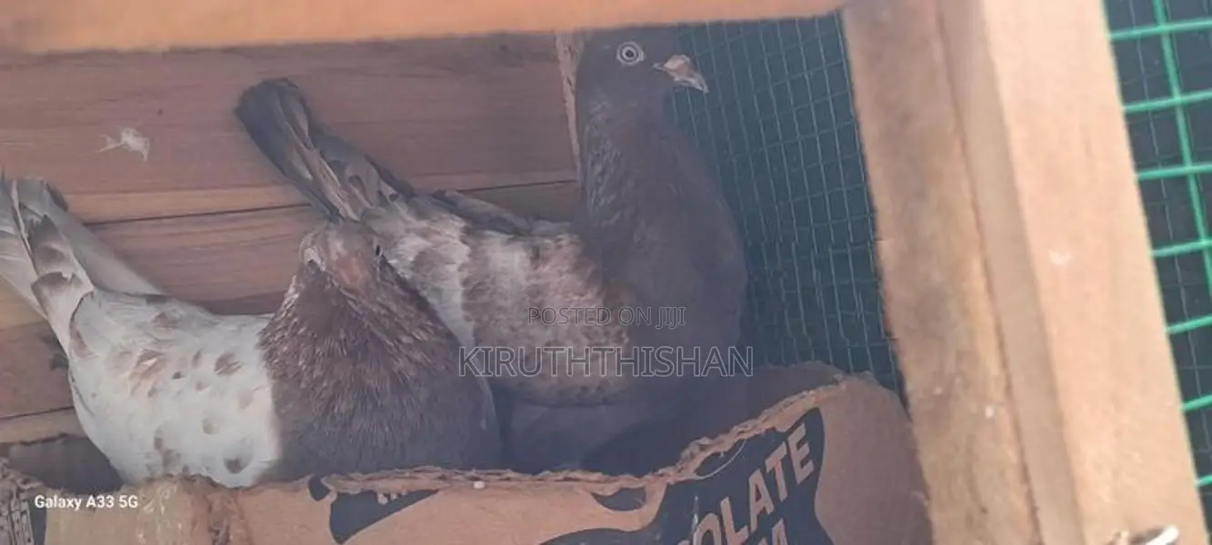 Pigeons with Cage