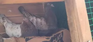 Pigeons with Cage