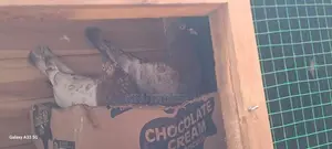 Pigeons with Cage