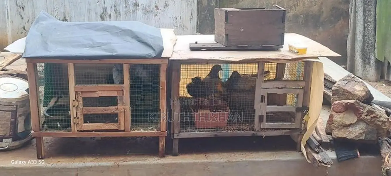 Pigeons with Cage