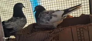Pigeons with Cage
