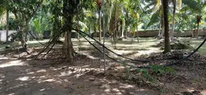 Coconut Land for Sale in Narammala Matiyagane