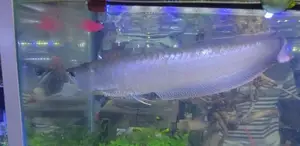 Silver Arowana Fish with Full Setup Tank