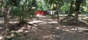 Coconut Land for Sale in Narammala Matiyagane