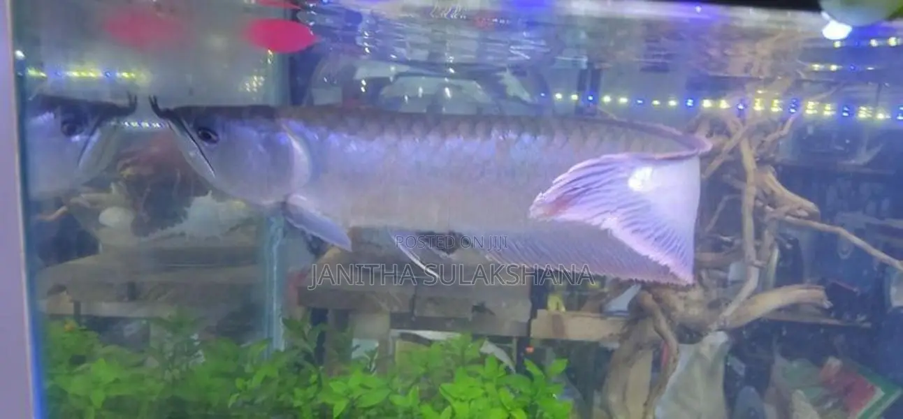 Silver Arowana Fish with Full Setup Tank