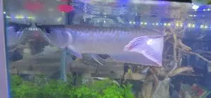 Silver Arowana Fish with Full Setup Tank