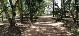 Coconut Land for Sale in Narammala Matiyagane