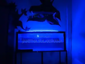 Silver Arowana Fish with Full Setup Tank