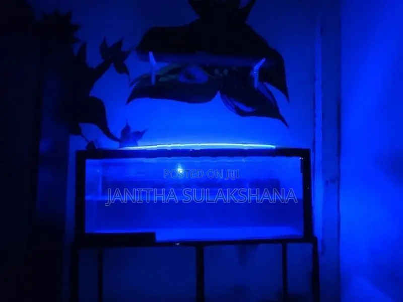 Silver Arowana Fish with Full Setup Tank
