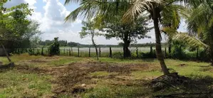 Coconut Land for Sale in Narammala Matiyagane