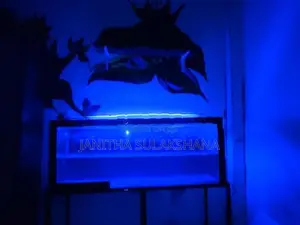 Silver Arowana Fish with Full Setup Tank