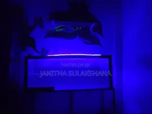Silver Arowana Fish with Full Setup Tank