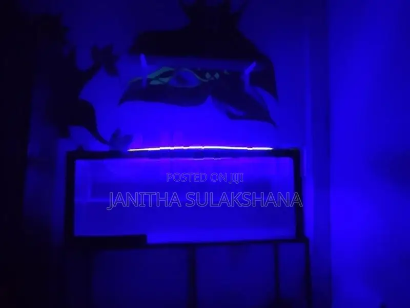 Silver Arowana Fish with Full Setup Tank