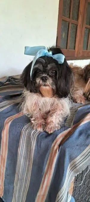 Shih Tzu Puppy