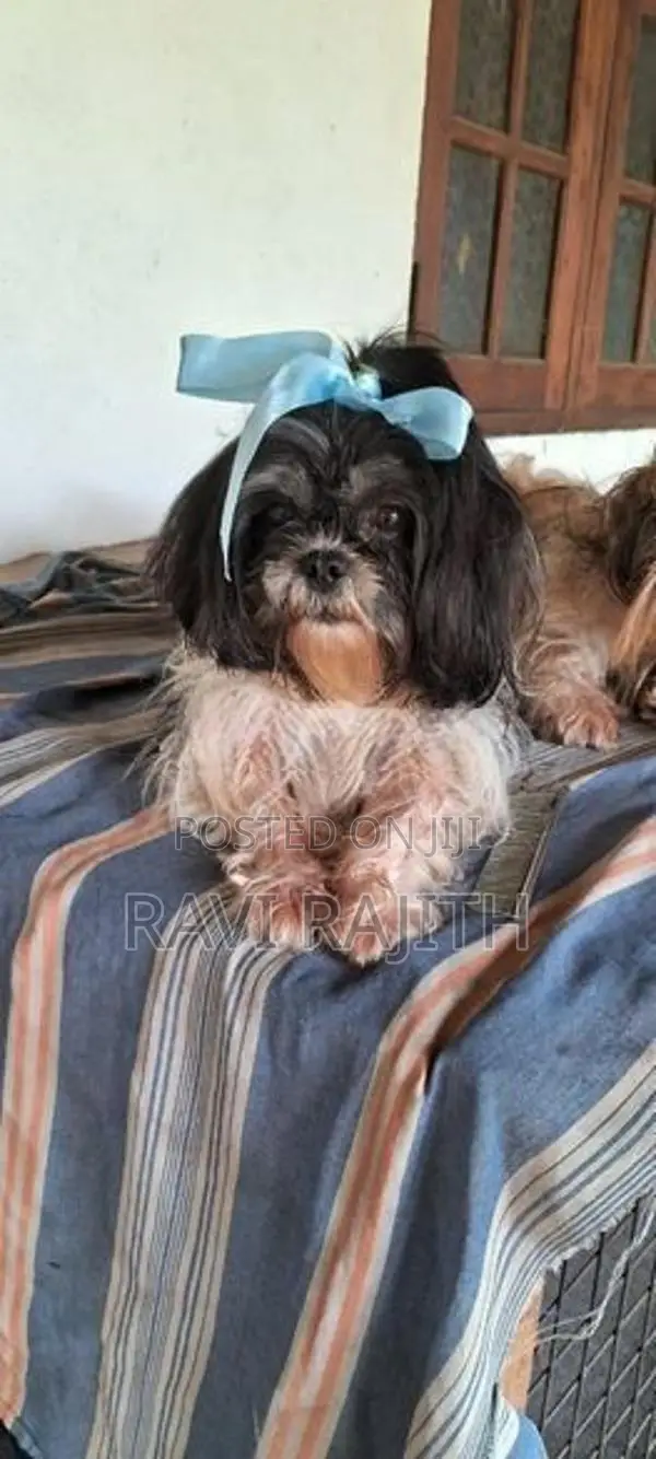 Shih Tzu Puppy