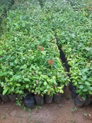 කුරුදු පැළ