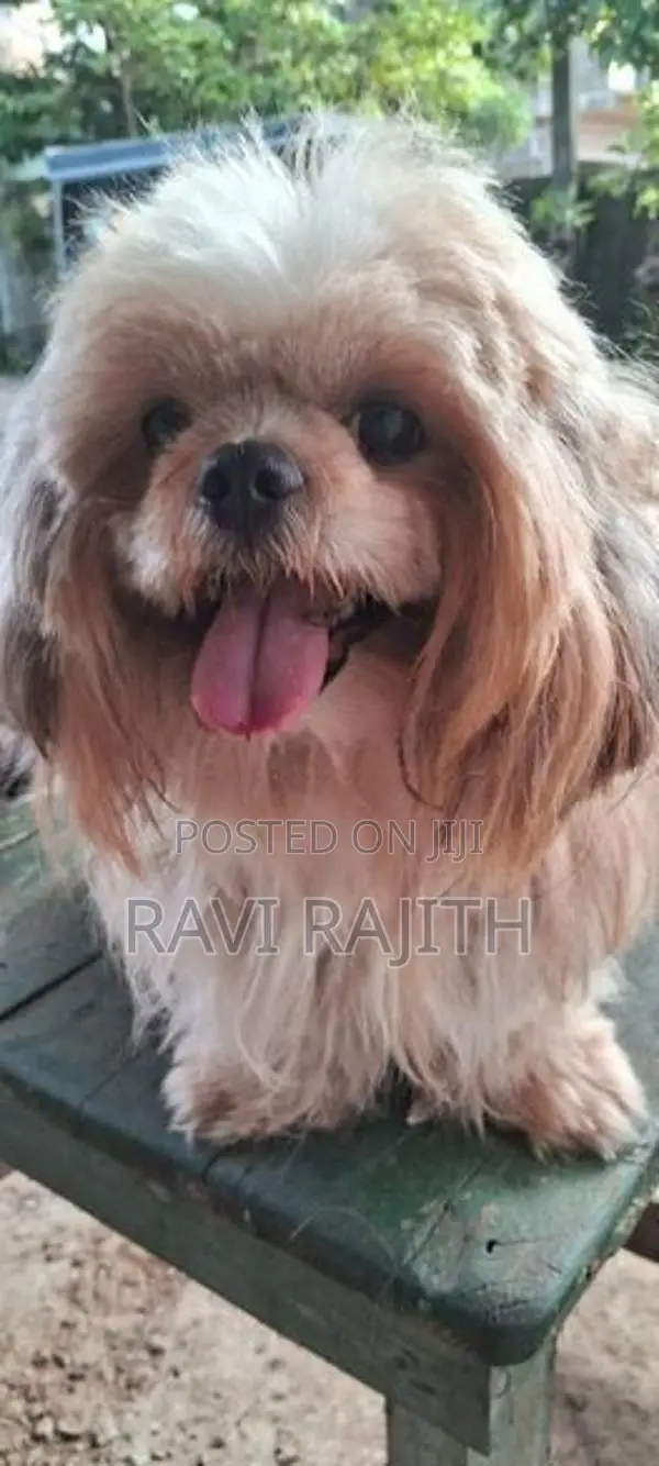 Shih Tzu Puppy