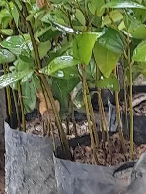 කුරුදු පැළ