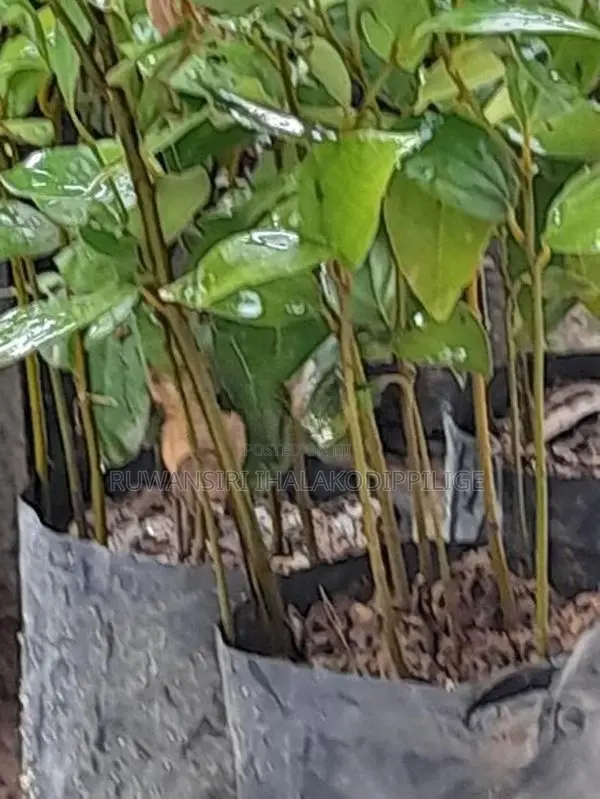 කුරුදු පැළ